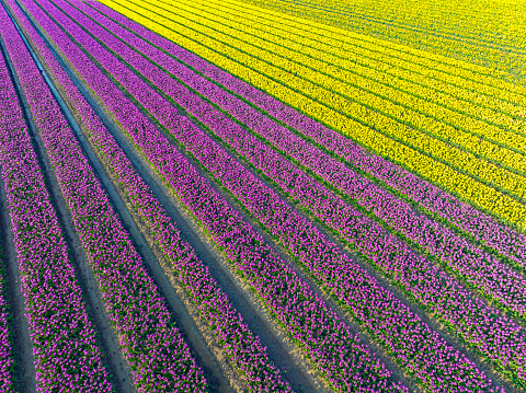 Purple and yellow tulips growing in agricultural fields in the The Netherlands, during springtime seen from directly above.