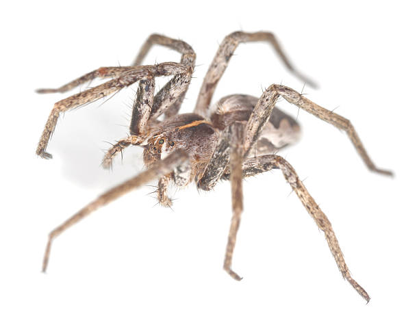 istock Wolf spider isolated on white background, macro photo 147500990