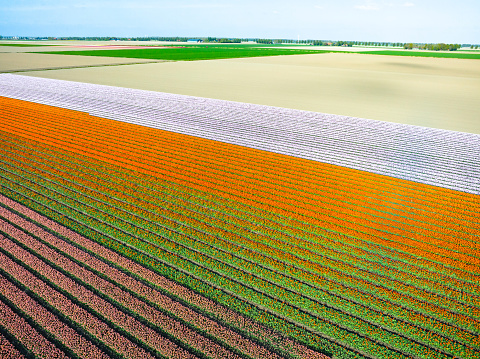 Tulips growing in agricultural fields in the Noordoostpolder in Flevoland, The Netherlands, during springtime seen from above. The Noordoostpolder is a polder in the former Zuiderzee designed initially to create more land for farming.