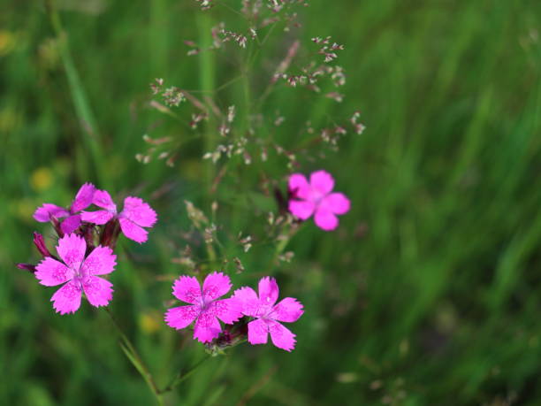 jungfrau rosa | dianthus deltoides blühende wildblumen nahaufnahme - prachtnelke stock-fotos und bilder