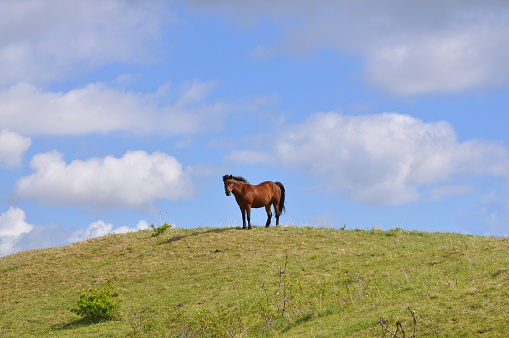 Brown horse on a hill against blue sky.