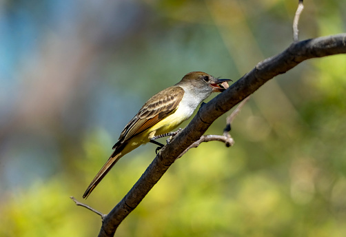 Kingbird eating a nut on a branch in Costa Rica.