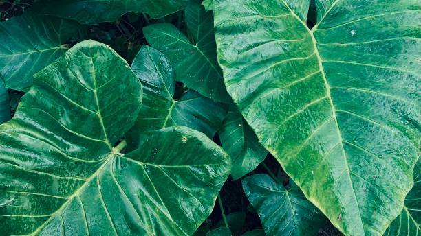 istock close up of taro leaves 1475011485