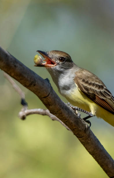 istock Kingbird on a branch in Costa Rica. 1475011493