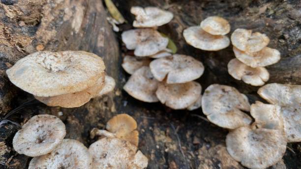 istock close up of mushrooms on a tree 1475012142