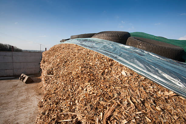 A well managed clamp of maize silage showing good compaction and exclusion of air using cling film and black plastic sheeting