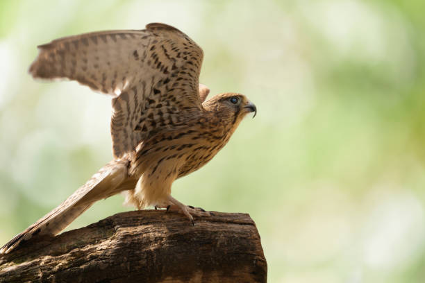 istock Bird of prey perching on a stump. Common Kestrel 1475012427