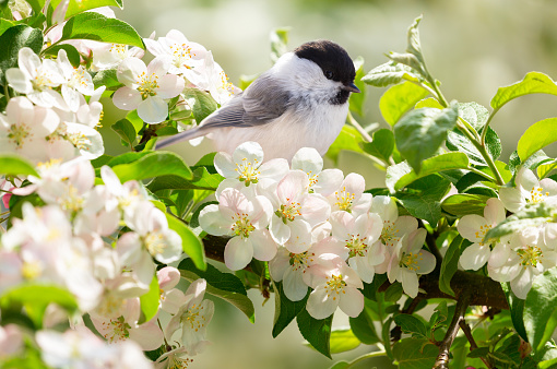 Close up of little bird sitting on branch of blossom apple tree. Black capped chickadee