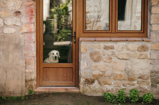 istock Dog on a house window 1475012708
