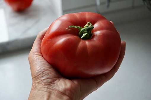 A huge red tomato in the girl's hand. The hand holds a large juicy tomato. A beautiful large tomato in a thin hand.