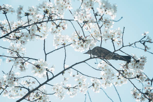 istock Cherry blossoms at a park in Tokyo 1475016231