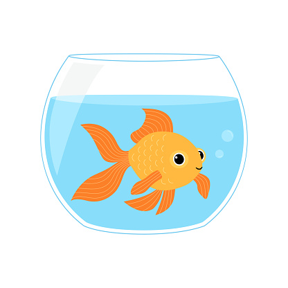 Cute gold fish swimming in round glass bowl aquarium isolated on white background. Vector flat illustration