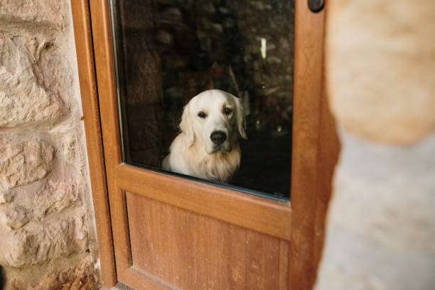istock Dog on a house window 1475016906