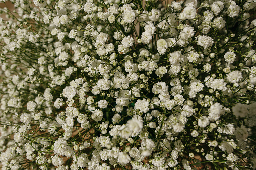 Gypsophila paniculata, full frame image