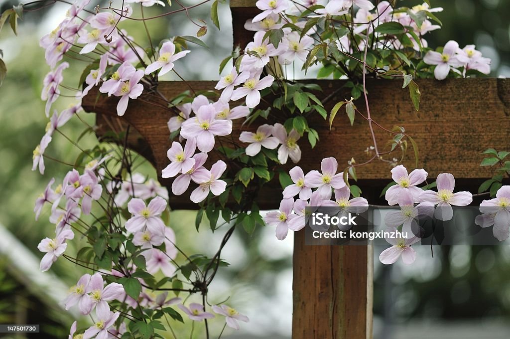 clematis montana rubens pink clematis montana rubens climbing on garden gate Clematis Stock Photo