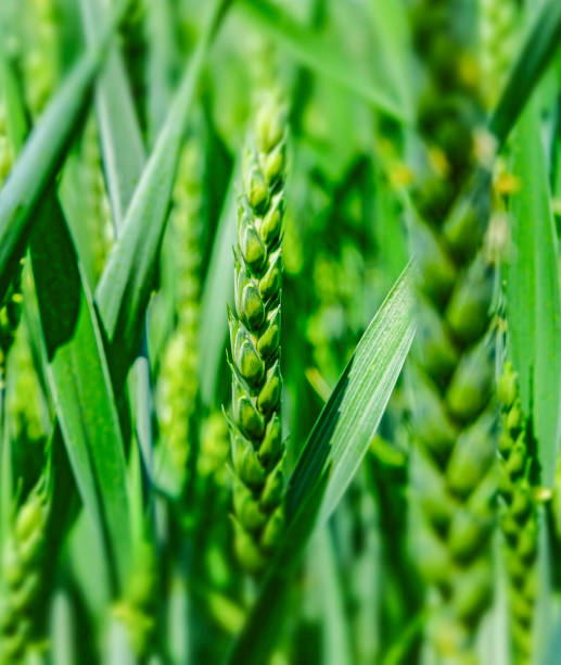 Close-up of wheat in spring. Selective focus