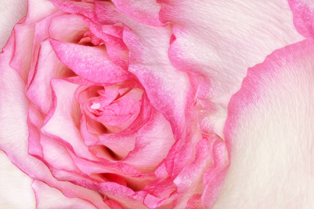 rose flower growing on white background