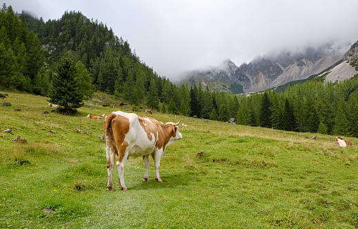 Now caution is in order. A hiking trail in alpine terrain leads across an alpine pasture with a herd of cows. Dogs immediately on the leash! Keep calm and do not frighten the animals.