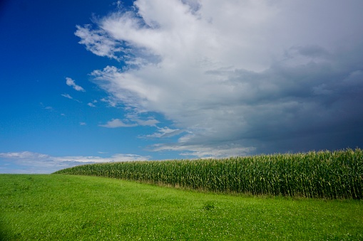 Scenic view of corn crops growing in agricultural field against cloudy sky