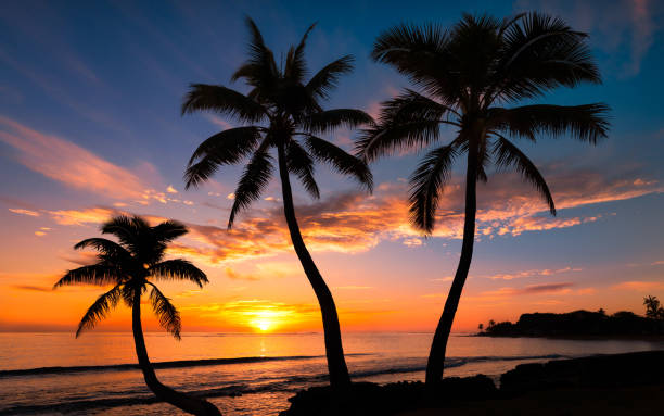 istock Beautiful Sunset on a Hawaiin beach with palm trees 1475026300