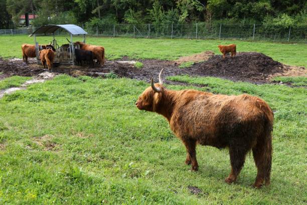 istock Scottish highland cattle breed 1475026357