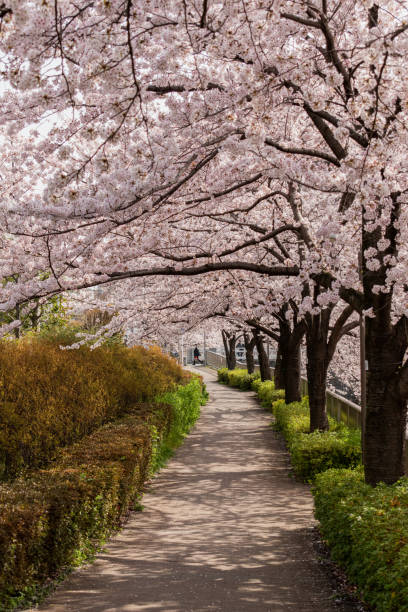 istock Cherry blossom flowers along the road 1475026603