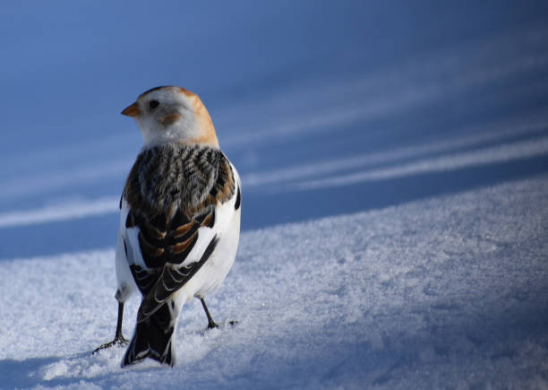 istock Un bruant des neiges 1475027008
