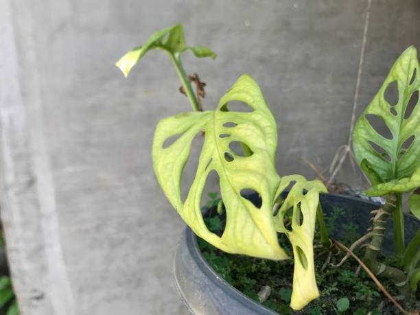 istock Widow bolong or monstera flowers 1475027562