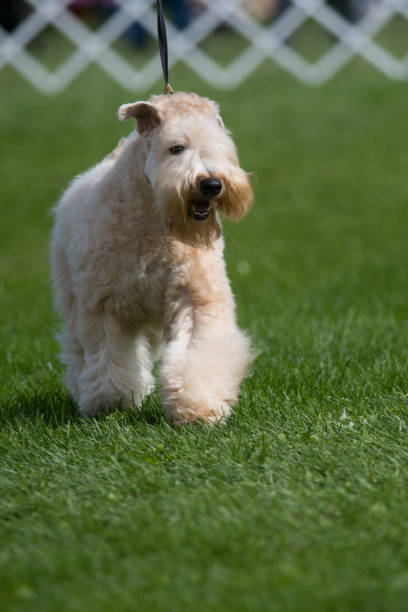 istock Soft Coated Wheaten Terrier walking towards camera 1475028783