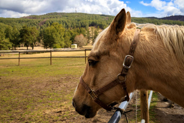 Horse riding in Plana mountain, Bulgaria stock photo