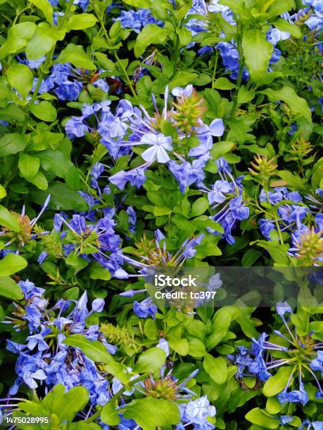 Plumbago Auriculata Stock Photo - Download Image Now - Beauty, Blossom, Blue