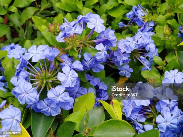 Plumbago Auriculata Stock Photo - Download Image Now - Beauty, Blossom, Blue