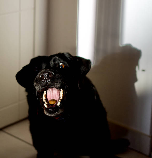 Front view of a black labrador dog funny head catching a feed in  a room. we can see the shadow of the head and the feed on the wall.