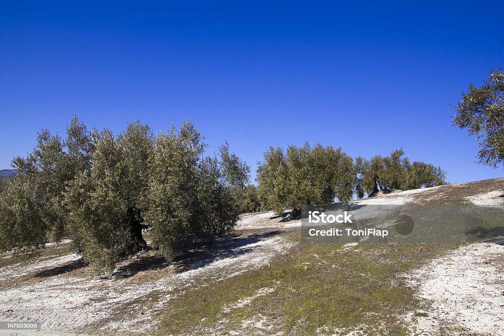 Olive grove Olive tree in the province of Granada, Andalucia, Spain. Agricultural Field Stock Photo