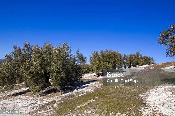 Olive Grove Stock Photo - Download Image Now - Agricultural Field, Agriculture, Andalusia