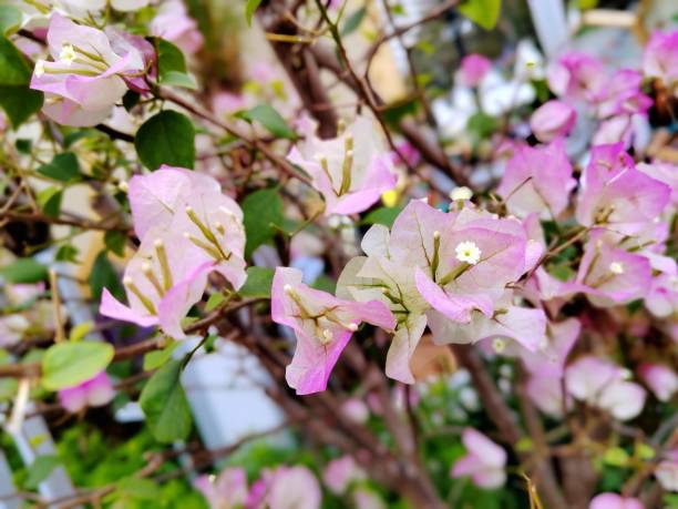 istock bougainvillea buttiana 1475030317