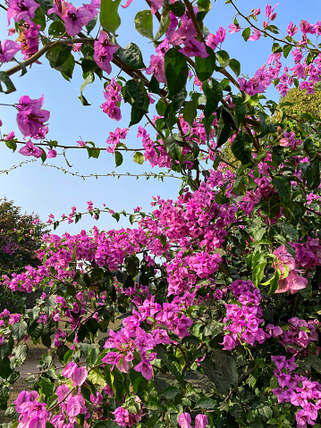 Stock photo showing close-up view of pretty bright purple bougainvillea flowers bracts in sunshine. These exotic pink bougainvillea flowers and colourful bracts are popular in the garden, often being grown as summer climbing plants / ornamental vines or flowering houseplants, in tropical hanging baskets or as patio pot plants.