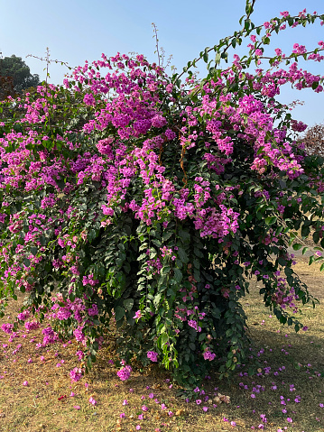 Stock photo showing close-up view of pretty bright purple bougainvillea flowers bracts in sunshine. These exotic pink bougainvillea flowers and colourful bracts are popular in the garden.