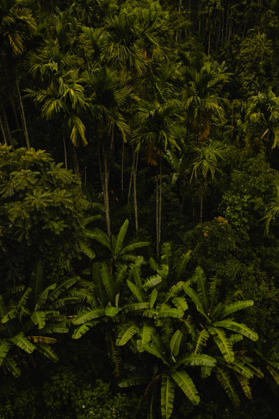 istock Palm trees in Sri Lanka 1475030549