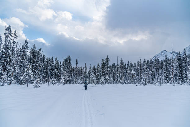 istock Winter forest in Banff Park 1475032335