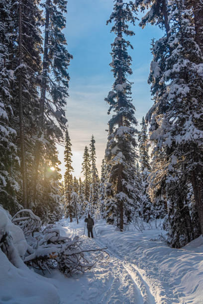 istock Forest in Banff National Park 1475032352