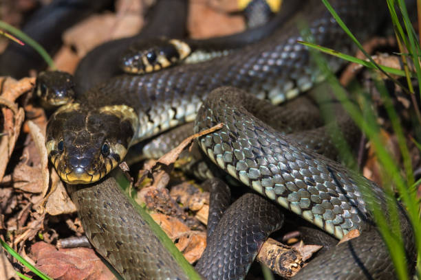 istock Close up at a Grass snakes curled up 1475038386