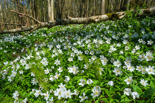 White spring flowers in the sunlight.Blurred forest landscape in the background with a field full of anemone flowers
