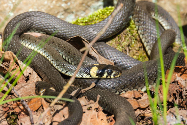 istock Grass Snakes that winds in the spring sunshine 1475038429