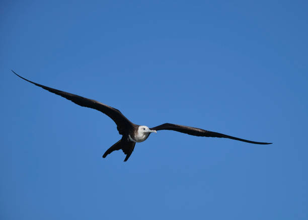 Frigate bird in flight A young magnificent frigatebird in flight with a full wingspan, flies over the Pacific Ocean shoreline in Costa Rica. fregata minor stock pictures, royalty-free photos & images