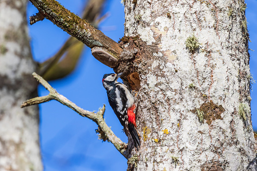 Great spotted woodpecker at the nest in a forest at spring