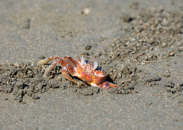 istock Close up of crab digging on beach 1475038551
