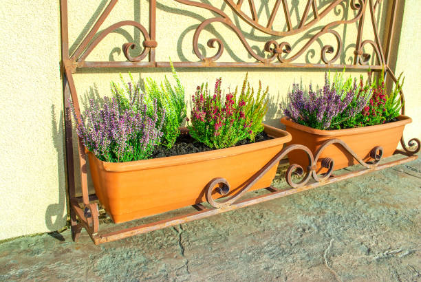istock Two plastic pots with various growing heathers on metal rack. Multicolored mixed Erica, common heath flowers 1475039528
