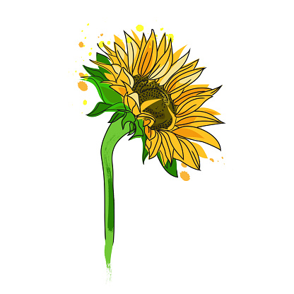 Beautiful illustration with colorful sunflower isolated on white background for decorative design.Sunflower flower with splashes sketch icon,emblem.Vector illustration