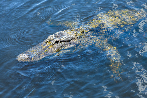 American Alligator in the Florida Everglades
